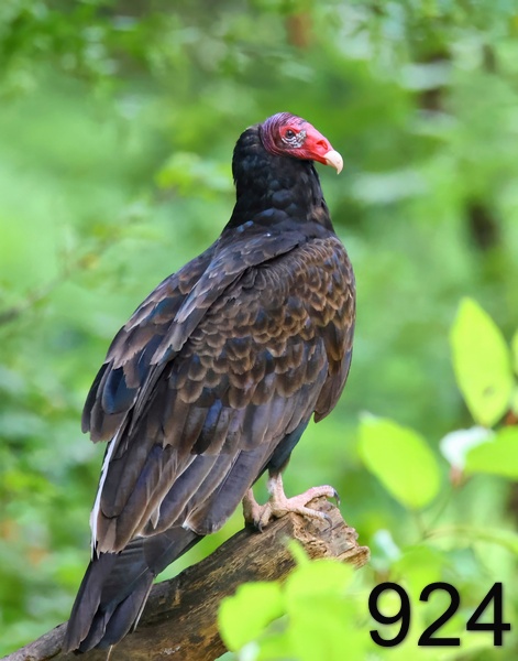 924turkey vulture 7-7-23-084x14lt.jpg