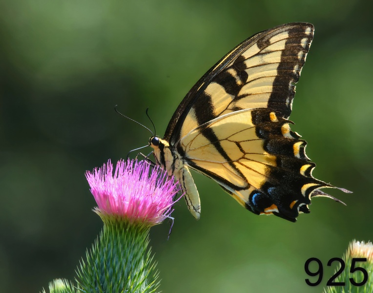 925eastern tiger swallowtail 8-10-23-239x14l.jpg