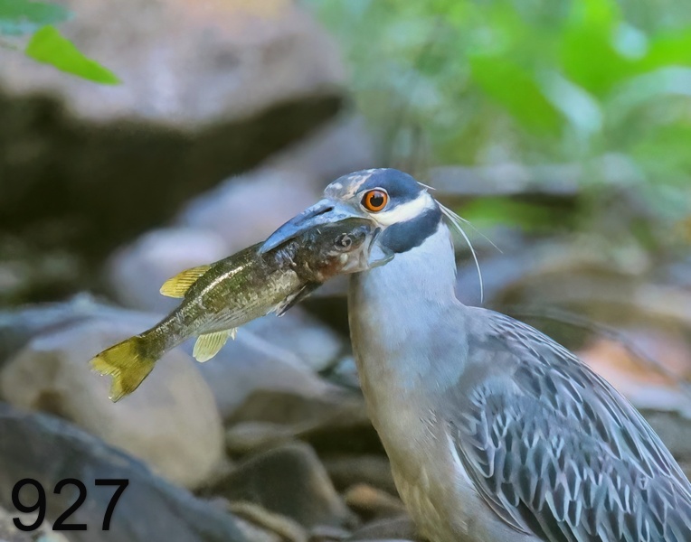 927yellow-crowned night heron 8-16-23-589x14ll.jpg