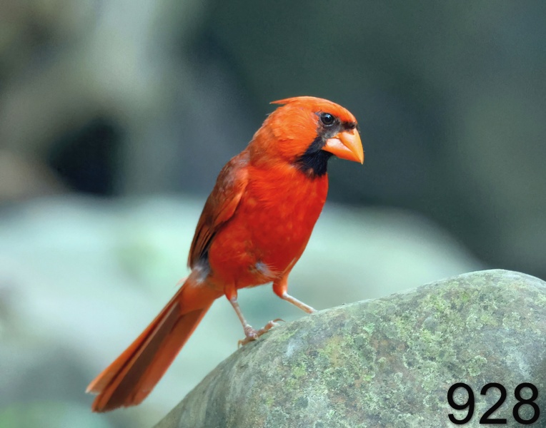928cardinal 7-16-23-628x14l.jpg