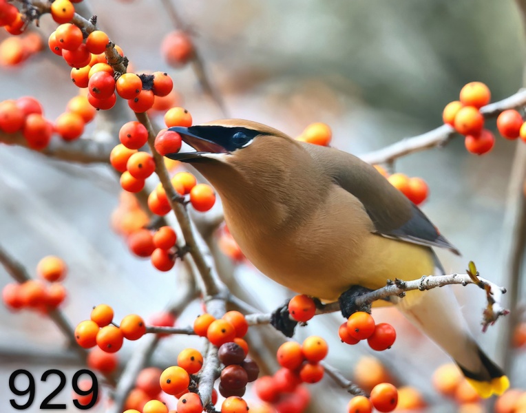 929cedar waxwing 3-12--23-620x14l.jpg