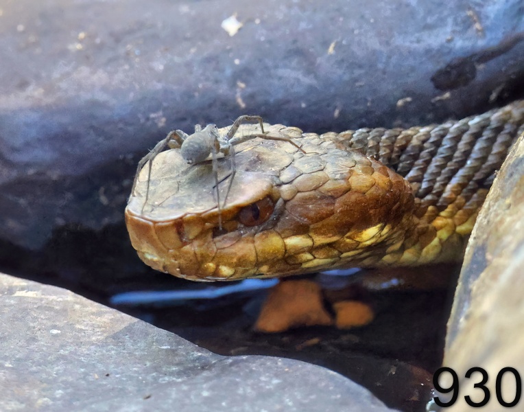 930cottonmouth 7-30-23-159x14l.jpg