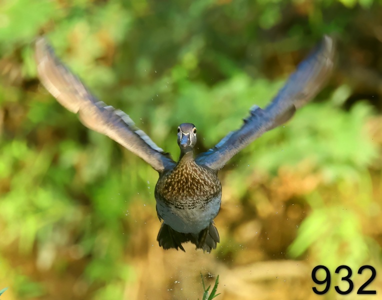 932wood duck 6-24-23-706x14l.jpg