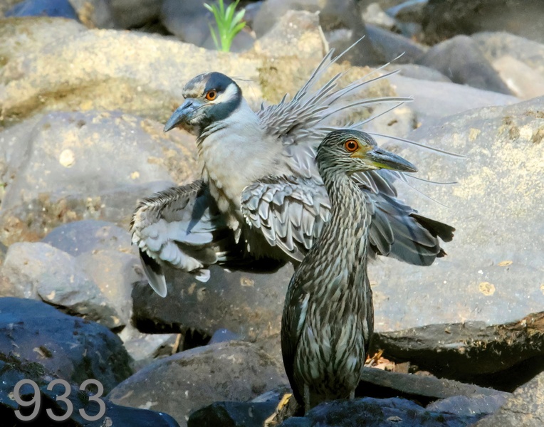 933yellow-crowned night herons 8-1-23-898x14l.jpg