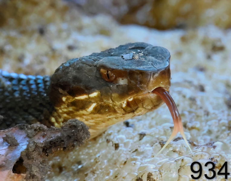 934cottonmouth 8-29-23-954x14l.jpg