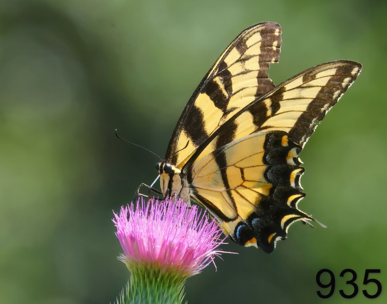 935eastern tiger swallowtail 8-10-23-285x14l.jpg