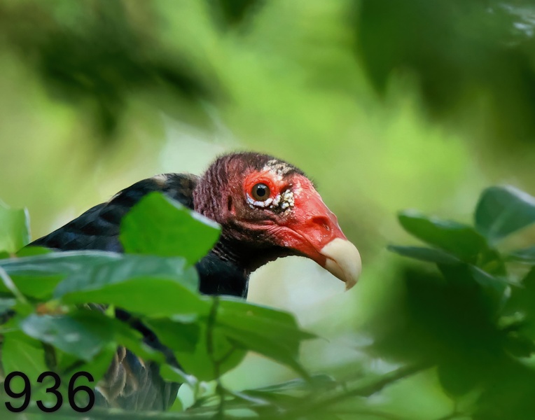 936turkey vulture 7-7-23-103x14l.jpg