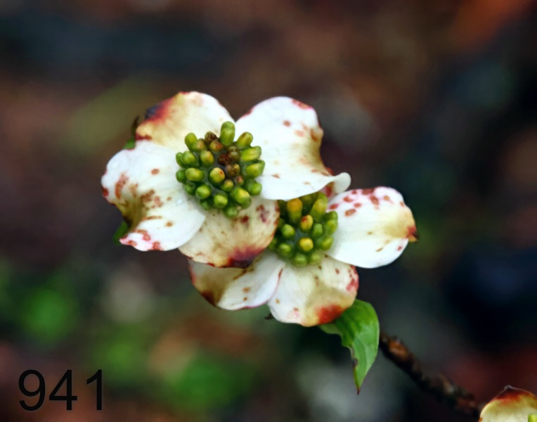 941dogwood 4-5-23-367x14l.jpg