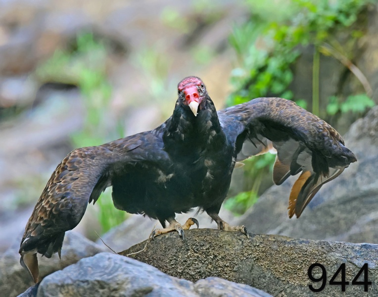 944turkey vulture 7-7-23-070x14l.jpg