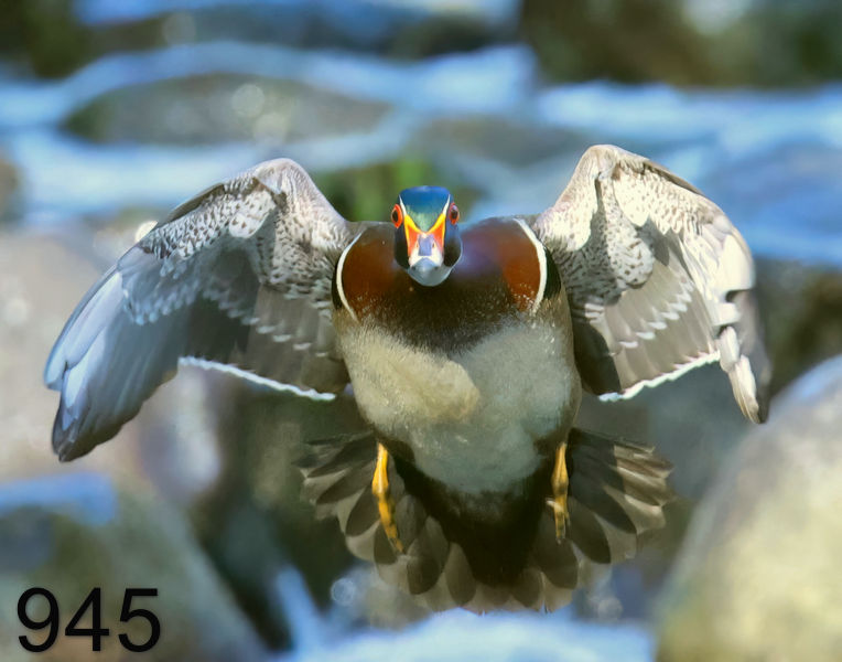 945wood duck 4-16-23-437x14l.jpg
