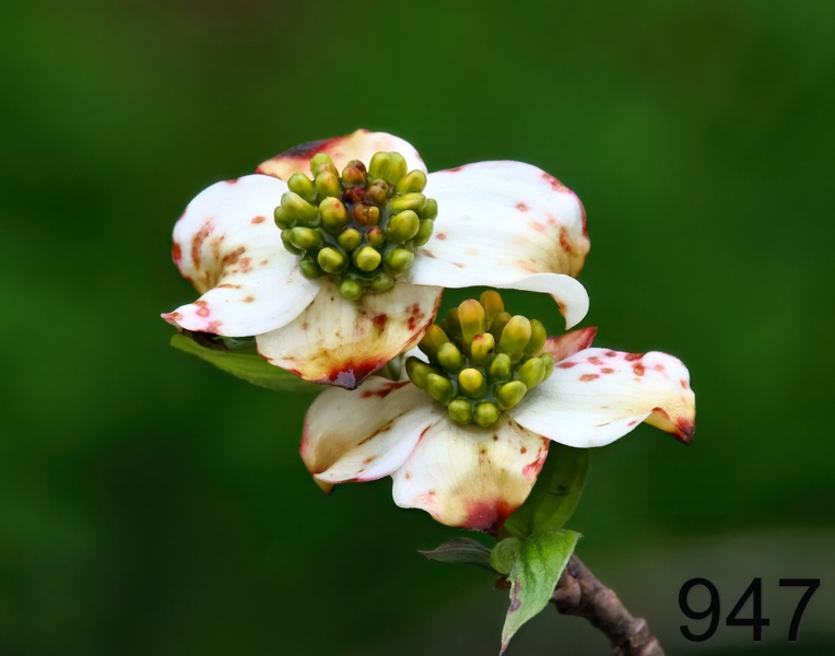 947dogwood 4-5-23-452x14l.jpg
