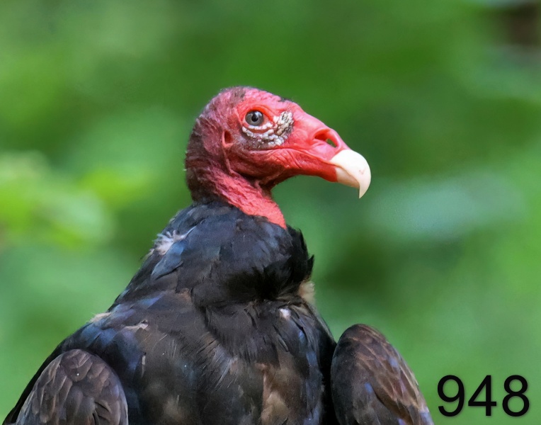 948turkey vulture 7-7-23-260x14l.jpg