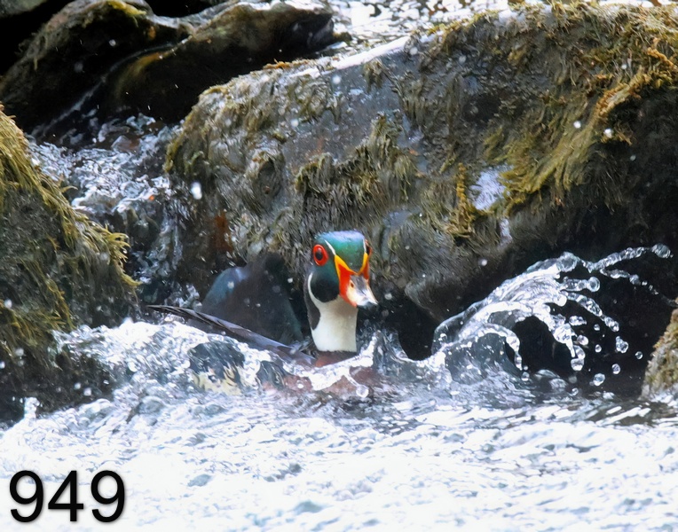 949wood duck 4-20-23-327x14l.jpg