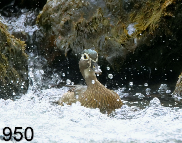 950wood duck 4-20-23-397x14l.jpg