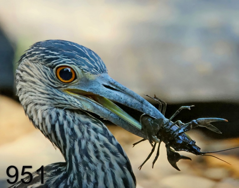 951yellow-crowned night heron 8-4-23-637x14l.jpg