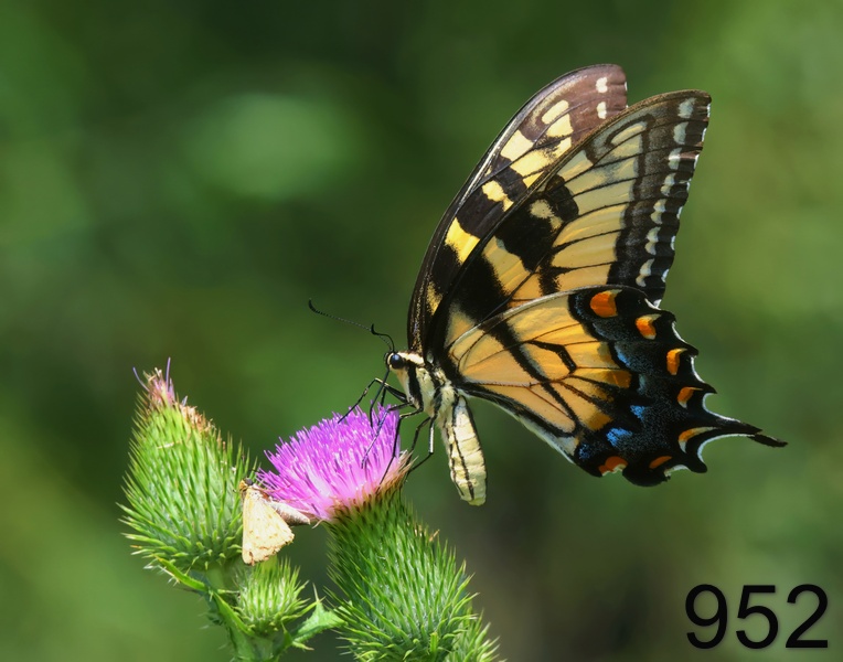 952eastern tiger swallowtail 8-11-23-502x14l.jpg
