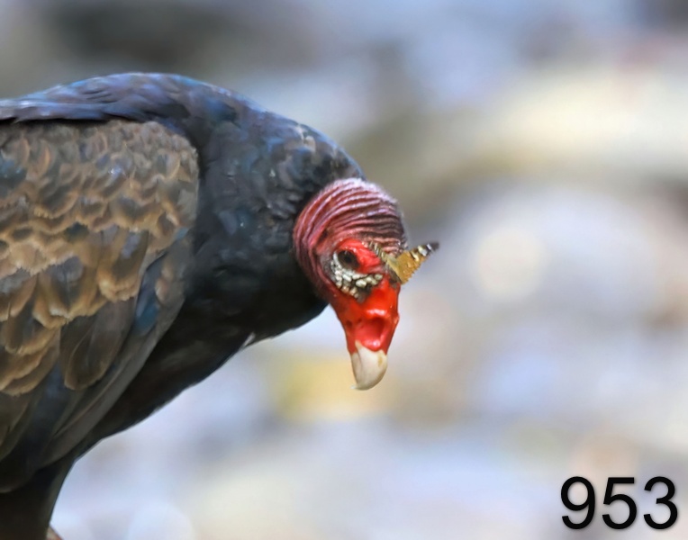 953turkey vulture 7-7-23-161x14l.jpg