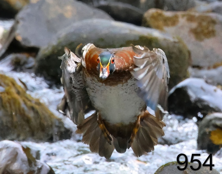 954wood duck 6-16-23-718x14l.jpg