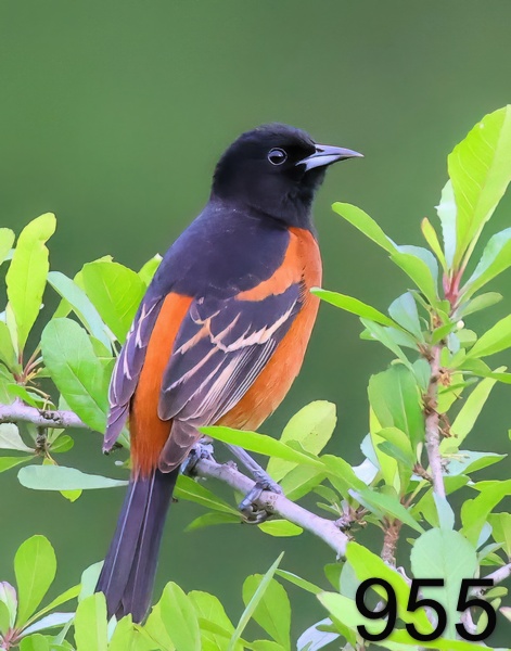 955orchard oriole 5-8--23-144x14lt.jpg