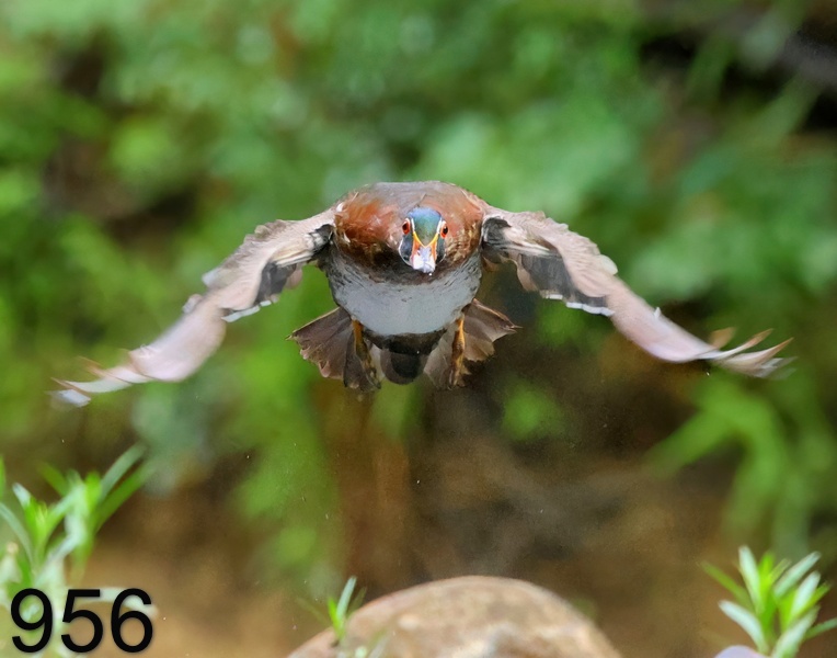 956wood duck 6-18-23-792x14l.jpg