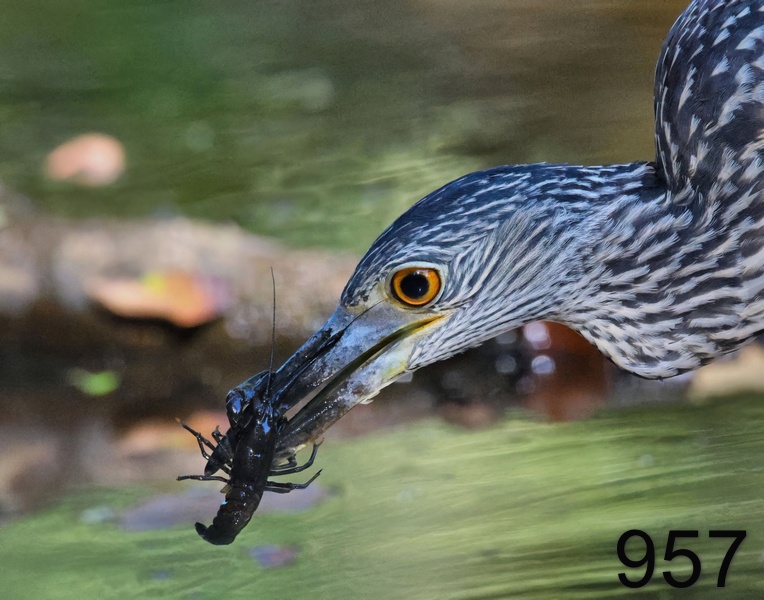957yellow-crowned night heron 8-4-23-946x14l.jpg