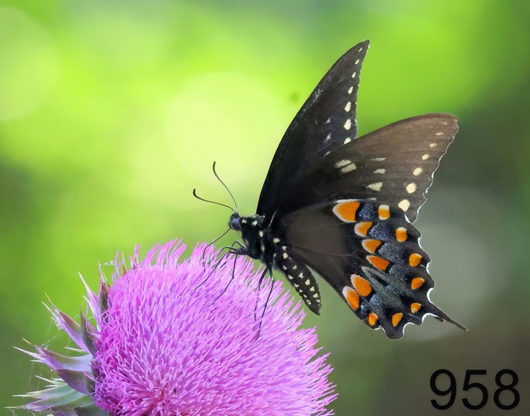 958spicebush swallowtail 5-31-23-134x14l.jpg
