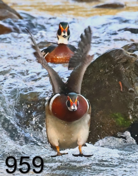 959wood ducks 4-13-23-342x14lt.jpg