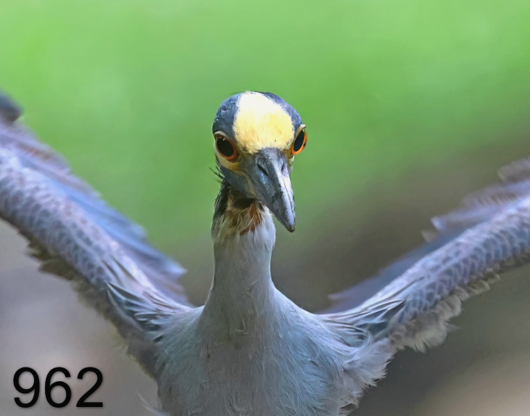 962yellow-crowned night heron 6-14-23-590x14l.jpg
