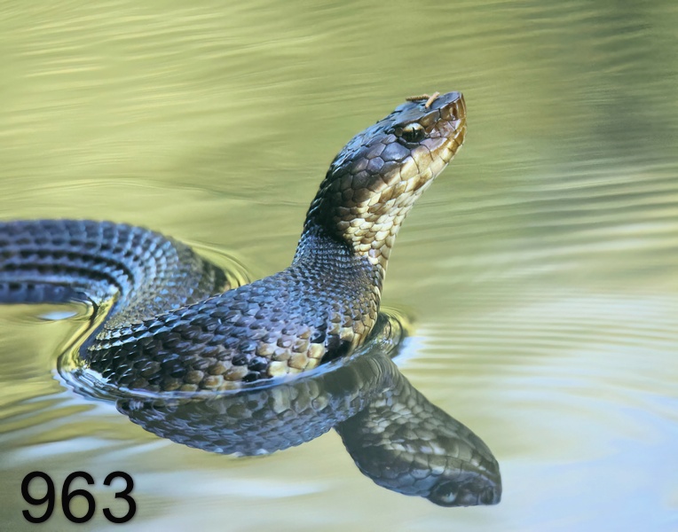 963cottonmouth 8-13-23-881x14l.jpg