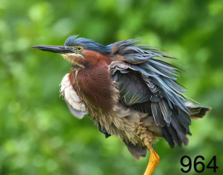 964green heron 5-20--23-739x14l.jpg