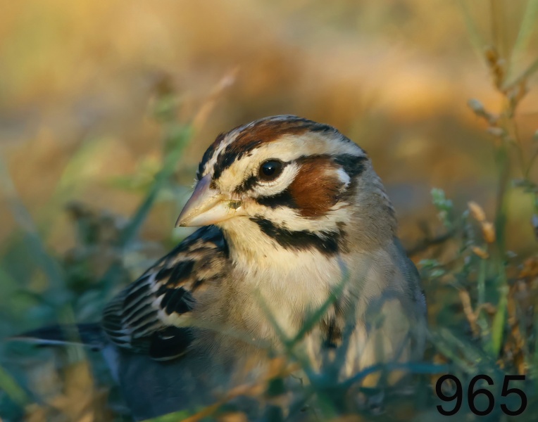 965lark sparrow 6-2-23-546x14l.jpg