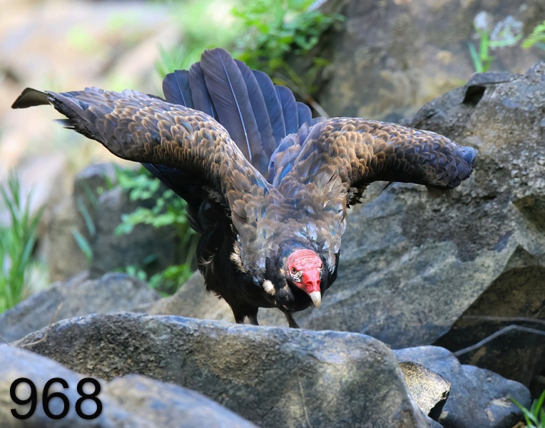 968turkey vulture 7-7-23-994x14l.jpg