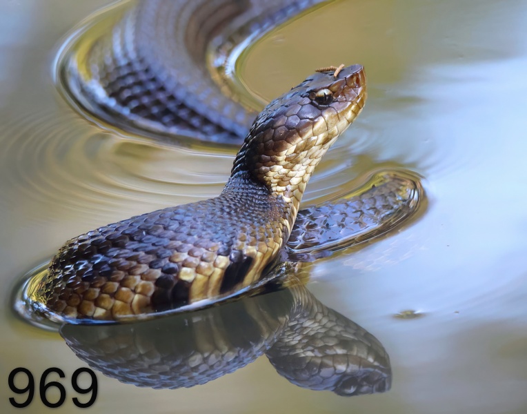 969cottonmouth 8-13-23-892x14l.jpg