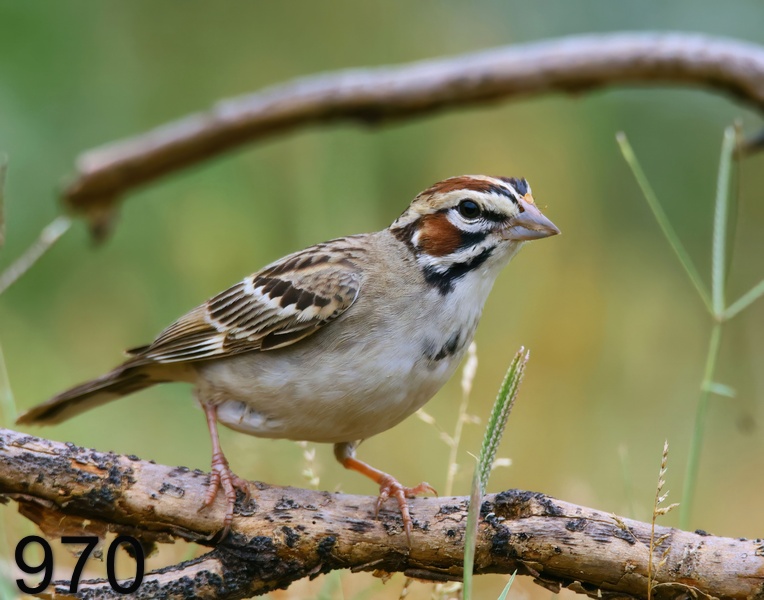 970lark sparrow 6-3-23-439x14l.jpg