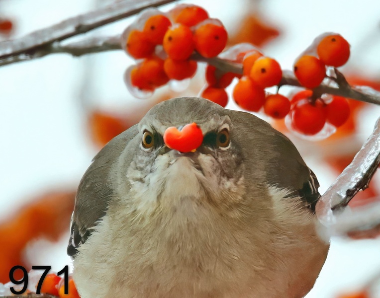 971northern mockingbird 2 -1-23-r7-824x14l.jpg