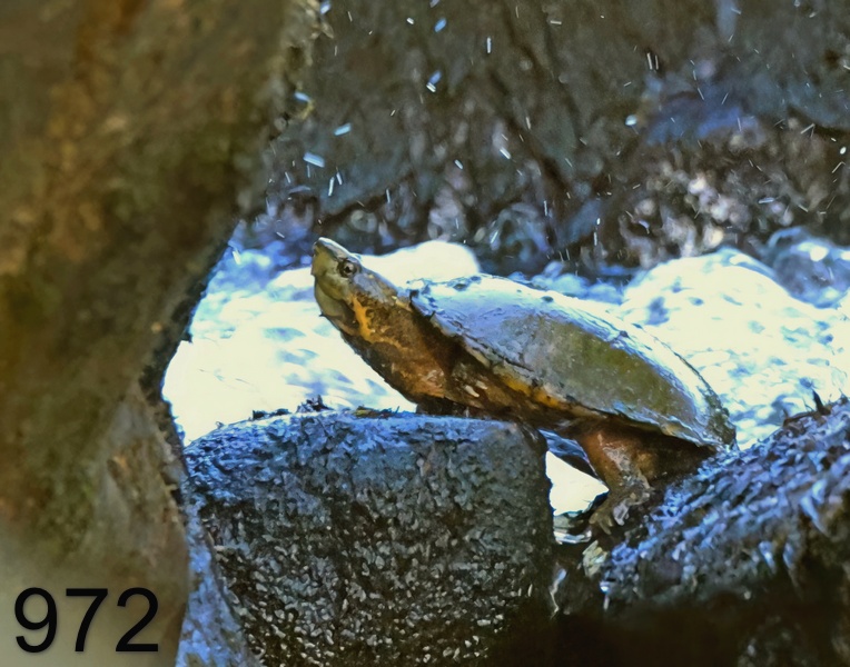 972stinkpot 6-25-23-935x14l.jpg
