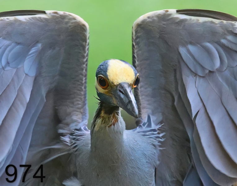 974yellow-crowned night heron 6-14-23-591x14l.jpg