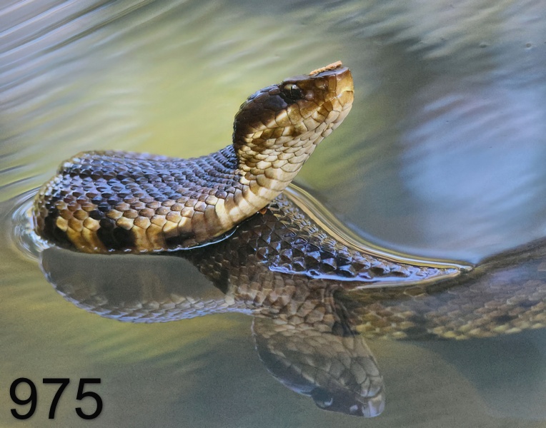 975cottonmouth 8-13-23-912x14l.jpg