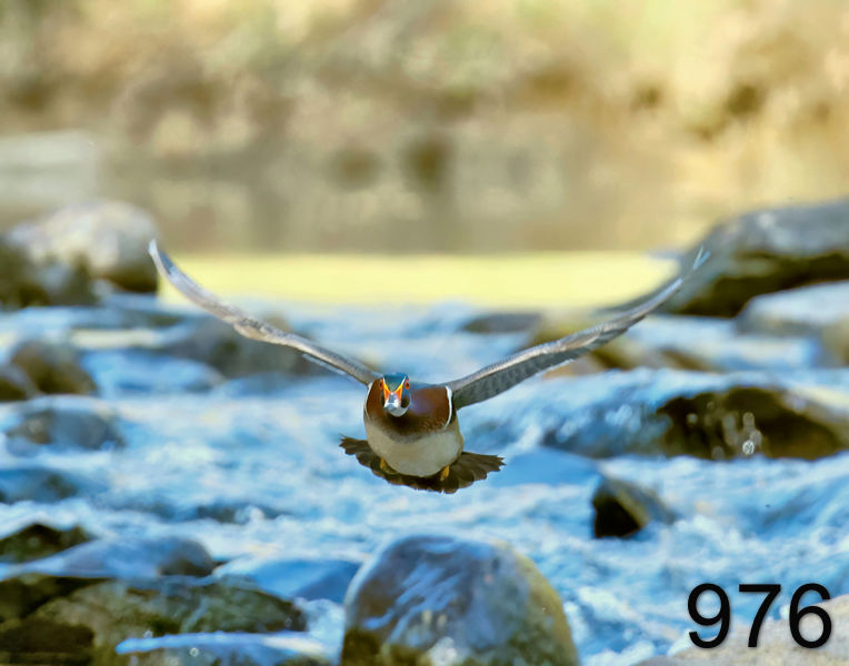 976wood duck 4-16-23-432x14l.jpg