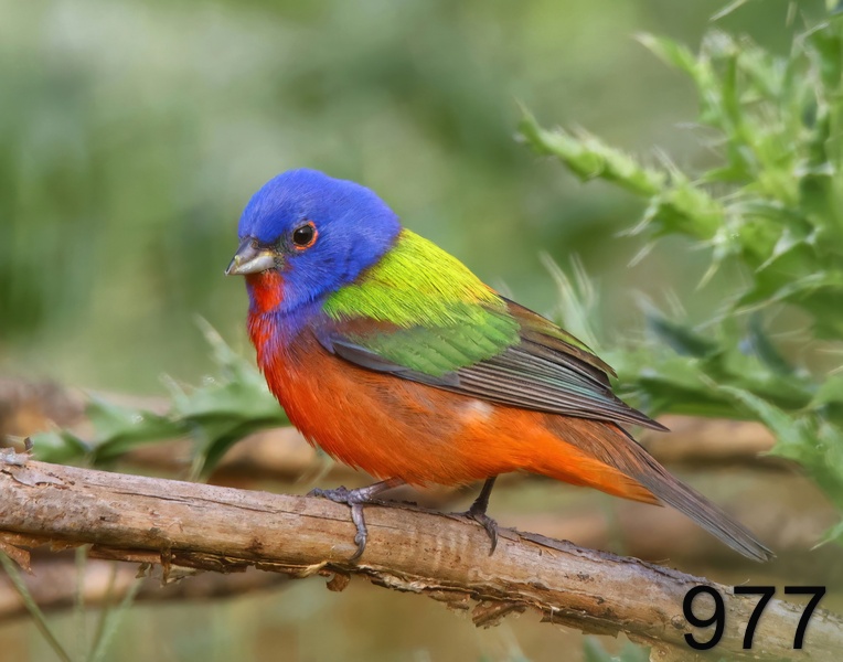 977painted bunting 5-21-23-393x14l.jpg