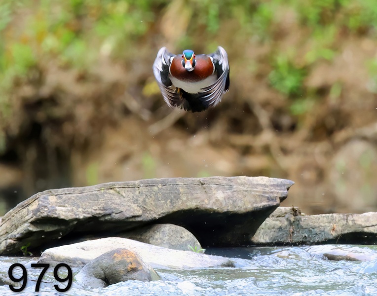 979wood duck 4-21-23-654x14l.jpg