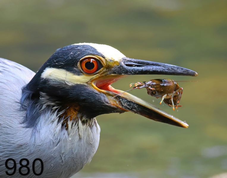 980yellow-crowned night heron 6-14-23-711x14l.jpg