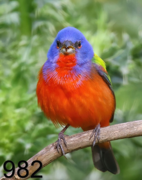982painted bunting 5-21-23-419x14lt.jpg