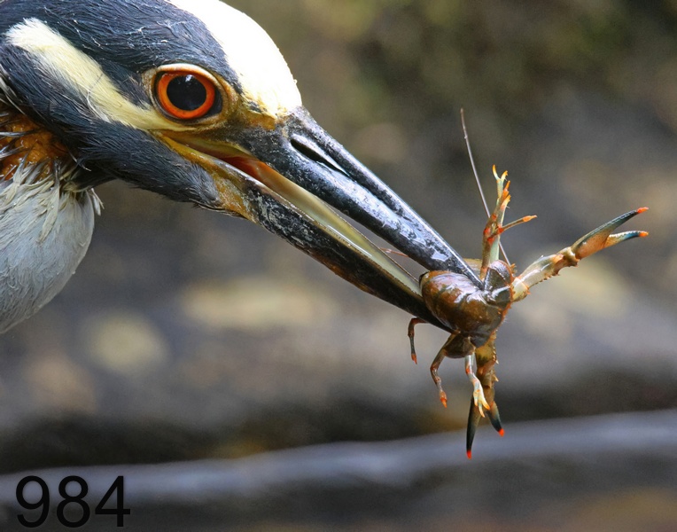 984yellow-crowned night heron 6-14-23-669x14l.jpg