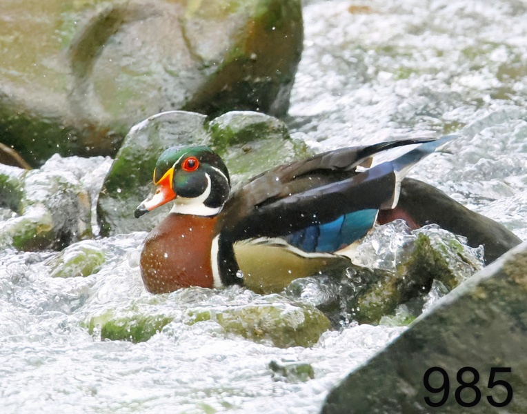 985wood duck 5-5--23-922x14l.jpg