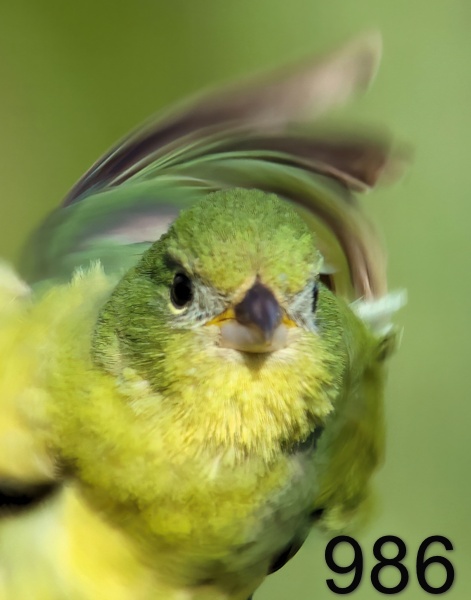 986painted bunting 5-25-23-976x14lt.jpg