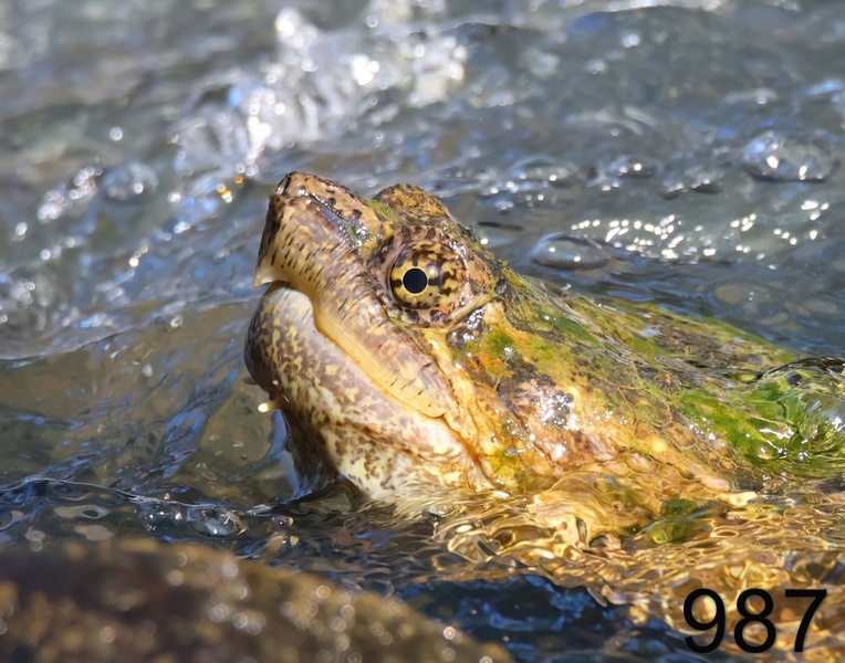 987eastern snapper 6-8-23-600x14l.jpg