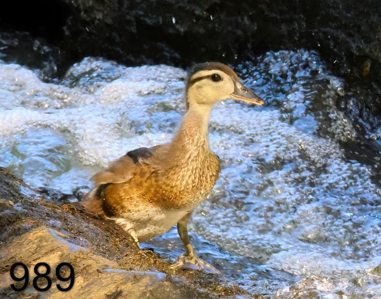 989wood duck 6-9-23-101x14l.jpg