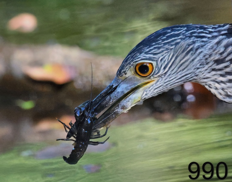 990yellow-crowned night heron 8-4-23-946x14ll.jpg