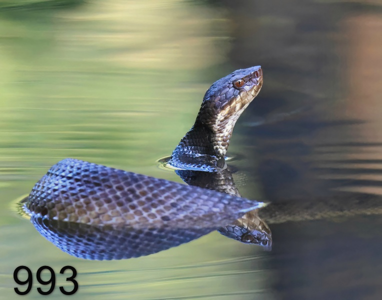993cottonmouth 8-20-23-310x14l.jpg